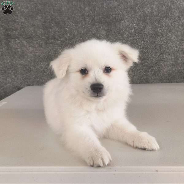 Asher, American Eskimo Puppy